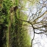 arbre coté font.jpg